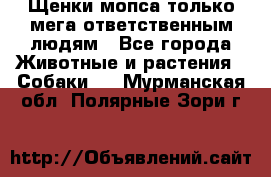 Щенки мопса только мега-ответственным людям - Все города Животные и растения » Собаки   . Мурманская обл.,Полярные Зори г.